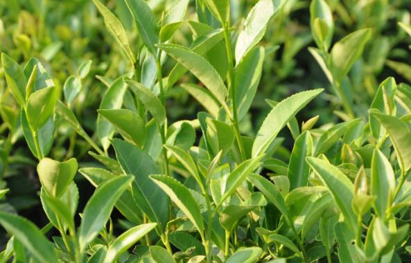 茶叶外用的功效与作用