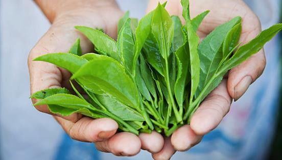 秋茶的特点，秋茶的味道
