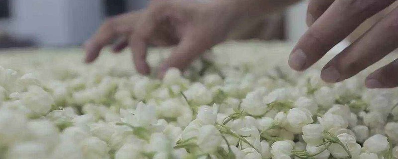 茉莉茶叶的功效