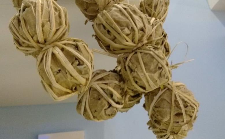海南鹧鸪茶功效与作用