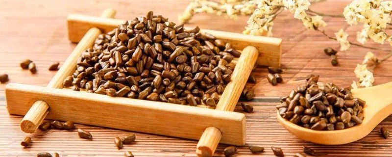 蒲公英决明子菊花茶的功效与作用
