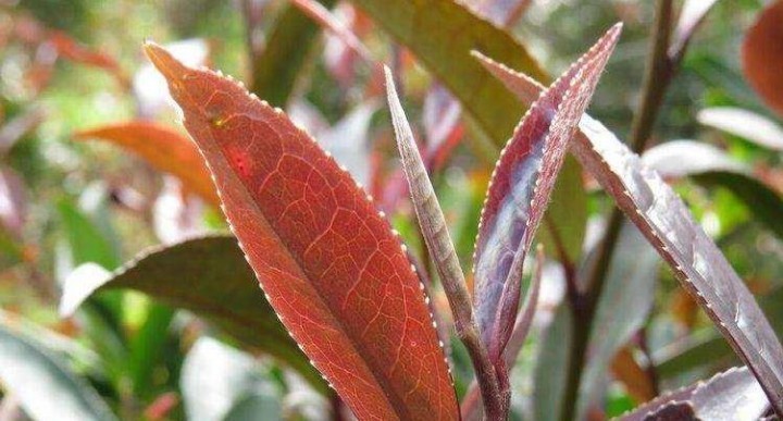 紫娟普洱茶的功效