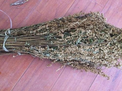 六月霜泡水喝的功效与作用