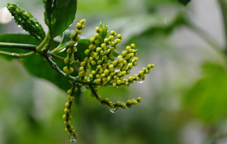 竹节茶的功效与作用