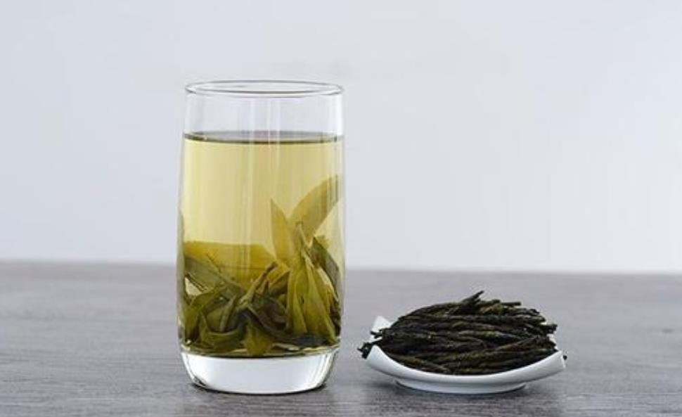苦丁茶作用与功效与禁忌