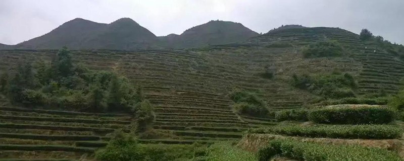 福建铁观音生长条件，铁观音的生长环境