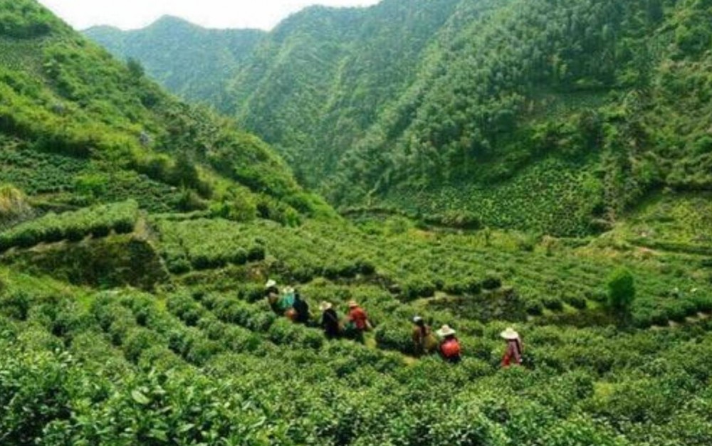 涌溪火青茶产地