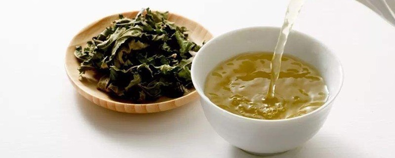 新鲜桑叶怎么处理才能泡茶喝，桑叶茶的制作方法