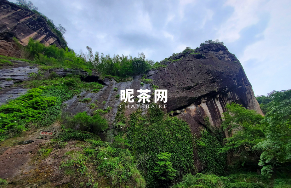 武夷岩茶保质期