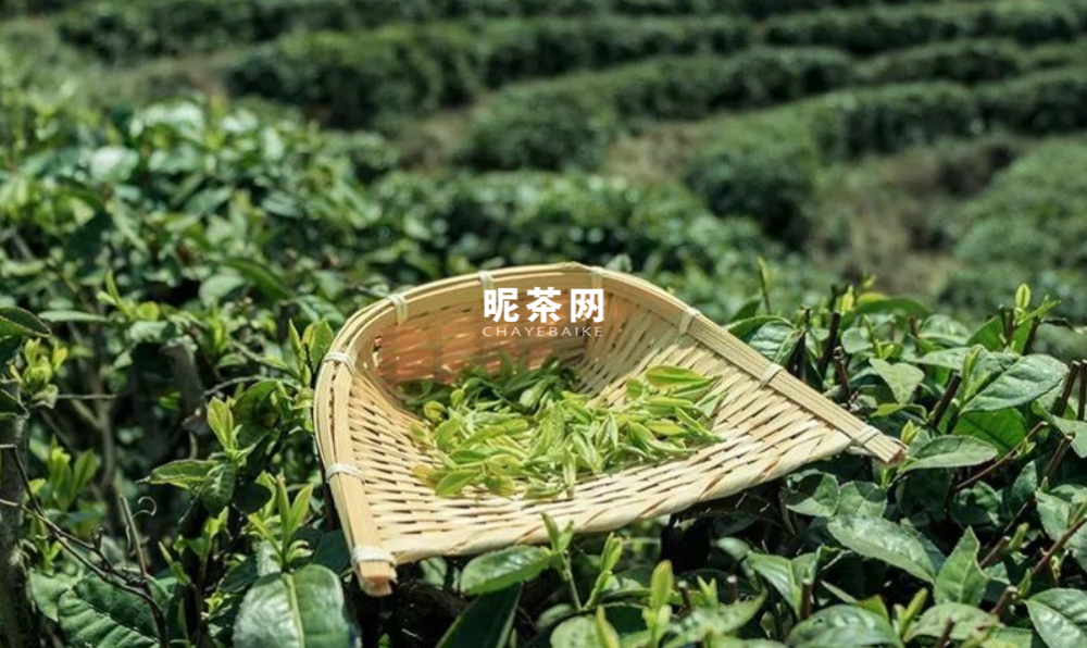 春茶和秋茶怎么鉴别，春茶秋茶的口感有什么不同