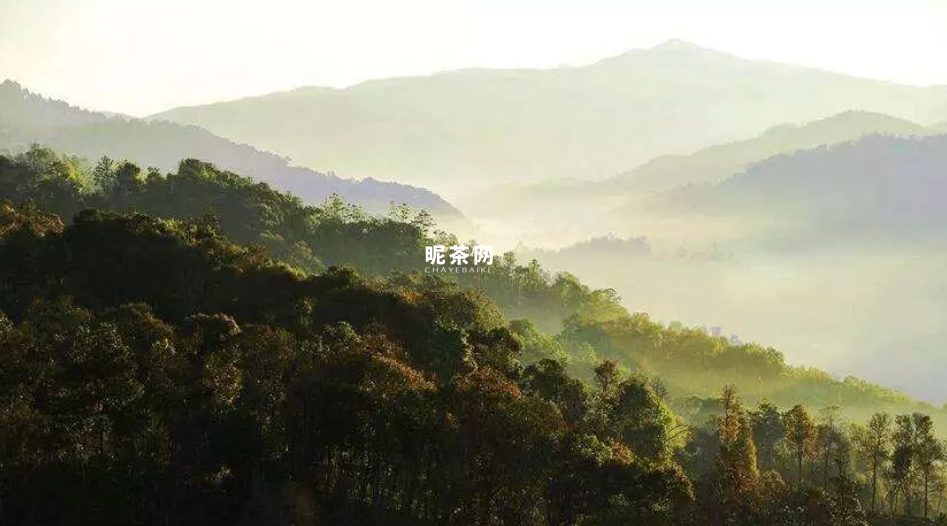 细说布朗山茶区，这些山头你都了解吗