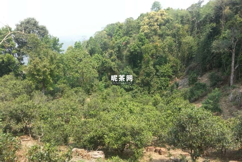 细说布朗山茶区，这些山头你都了解吗