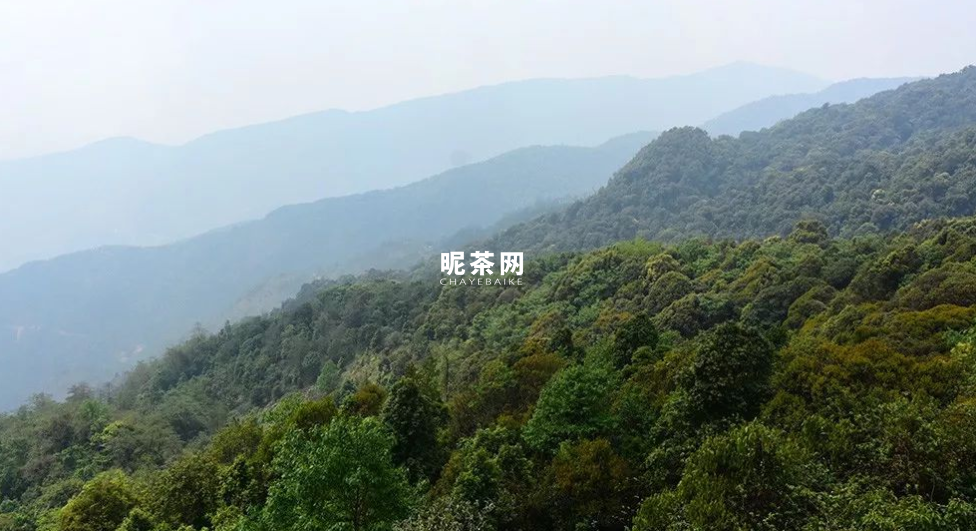 大雪山古树茶属于什么茶