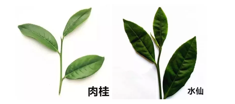 岩茶水仙和肉桂的区别 岩茶水仙和肉桂有什么区别