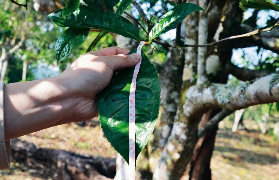熟普洱茶的耐泡程度如何