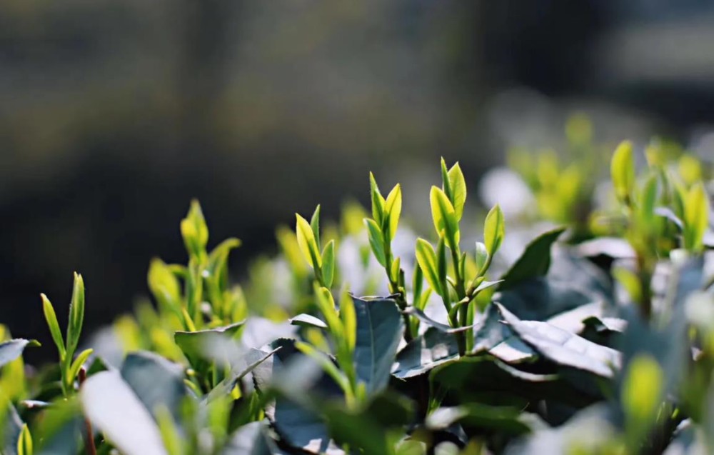 龙井茶属于绿茶吗 龙井茶是绿茶吗