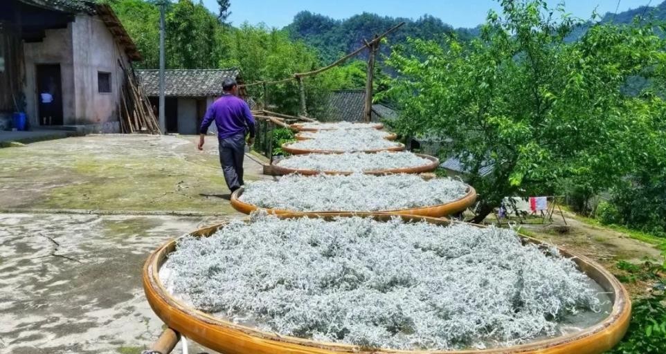 莓茶多少度泡合适