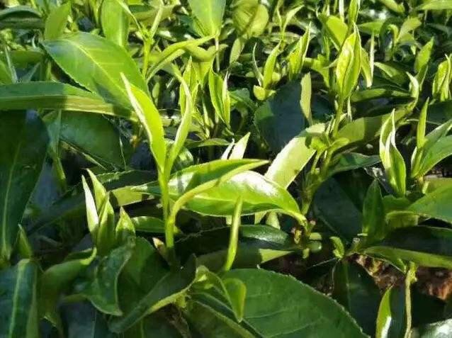 普洱茶区——秧塔