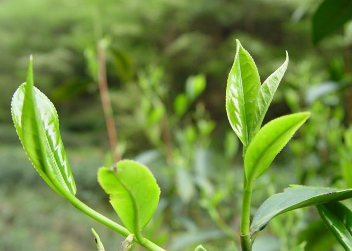 普洱茶区——秧塔